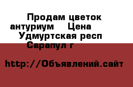 Продам цветок антуриум. › Цена ­ 450 - Удмуртская респ., Сарапул г.  »    